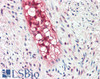 43-426 (1ug/ml) staining of Mouse Spleen lysate (35ug protein in RIPA buffer) . Primary incubation was 1 hour. Detected by chemiluminescence.