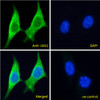 43-431 (0.1ug/ml) staining of Mouse brain lysate (35ug protein in RIPA buffer) . Primary incubation was 1 hour. Detected by chemiluminescence.