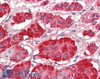 43-440 (5ug/ml) staining of paraffin embedded Human Liver. Steamed antigen retrieval with citrate buffer pH 6, AP-staining.