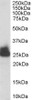 46-528 staining (0.003ug/ml) of Human Liver lysate (RIPA buffer, 30ug total protein per lane) . Detected by chemiluminescence.