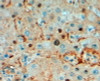 46-528 (2ug/ml) staining of paraffin embedded Human Liver. Steamed antigen retrieval with Tris/EDTA buffer pH 9, HRP-staining.
