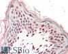 43-453 (5ug/ml) staining of paraffin embedded Human Kidney. Steamed antigen retrieval with citrate buffer pH 6, AP-staining.