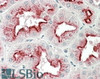 43-466 (1ug/ml) staining of Human Cerebellum lysate (35ug protein in RIPA buffer) . Primary incubation was 1 hour. Detected by chemiluminescence.