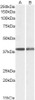 43-507 (0.5ug/ml) staining of Human Placenta lysate (35ug protein in RIPA buffer) with (B) and without (A) blocking with the immunizing peptide. Primary incubation was 1 hour. Detected by chemiluminescence.