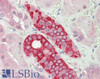 43-516 (0.01ug/ml) staining of Human Liver lysate (35ug protein in RIPA buffer) . Detected by chemiluminescence.