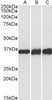 43-528 (0.1ug/ml) staining of Mouse Brain (A) and Heart (B) lysates (35ug protein in RIPA buffer) . Primary incubation was 1 hour. Detected by chemiluminescence.