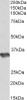 43-539 (0.3ug/ml) staining of Human (A) , Mouse (B) and Rat (C) Heart lysates (35ug protein in RIPA buffer) . Primary incubation was 1 hour. Detected by chemiluminescence.