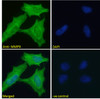 43-563 (0.03ug/ml) staining of K562 nuclear lysate (35ug protein in RIPA buffer) . Primary incubation was 1 hour. Detected by chemiluminescence.