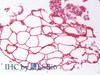 43-567 (0.3ug/ml) staining of NIH3T3 nuclear lysate (35ug protein in RIPA buffer) . Primary incubation was 1 hour. Detected by chemiluminescence.