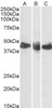 43-609 (2ug/ml) staining of Kelly lysate (35ug protein in RIPA buffer) . Detected by chemiluminescence.