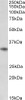 43-615 (0.1ug/ml) staining of Kelly lysate (35ug protein in RIPA buffer) . Detected by chemiluminescence.