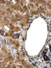 43-639 (0.5ug/ml) staining of HEK293 (A) and MCF7 (B) nuclear lysates (35ug protein in RIPA buffer) . Primary incubation was 1 hour. Detected by chemiluminescence.