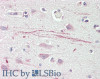 43-646 (2ug/ml) staining of paraffin embedded Human Liver. Steamed antigen retrieval with citrate buffer pH 6, HRP-staining.