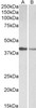 43-652 (2ug/ml) staining of paraffin embedded Human Liver. Steamed antigen retrieval with citrate buffer pH 6, HRP-staining.