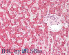 43-654 (1ug/ml) staining of Human Spleen lysate (35ug protein in RIPA buffer) . Detected by chemiluminescence.