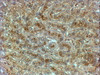 43-665 (5ug/ml) staining of paraffin embedded Human Colon. Steamed antigen retrieval with citrate buffer pH 6, AP-staining.