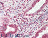 43-670 (0.1ug/ml) staining of HeLa lysate (35ug protein in RIPA buffer) . Primary incubation was 1 hour. Detected by chemiluminescence.