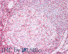43-711 (5ug/ml) staining of paraffin embedded Human Testis. Steamed antigen retrieval with citrate buffer pH 6, AP-staining.