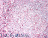 43-713 (0.3ug/ml) staining of Mouse (A) and Rat (B) Brain lysates (35ug protein in RIPA buffer) . Primary incubation was 1 hour. Detected by chemiluminescence.