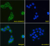 45-001 Immunofluorescence analysis of paraformaldehyde fixed A431 cells, permeabilized with 0.15% Triton. Primary incubation 1hr (10ug/ml) followed by Alexa Fluor 488 secondary antibody (4ug/ml) , showing cytoplasmic/plasma membrane staining. The nuclear