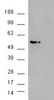 HEK293 overexpressing AKT3 and probed with 45-005 (mock transfection in second lane) .