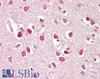 45-017 (3.75ug/ml) staining of paraffin embedded Human Cortex. Steamed antigen retrieval with citrate buffer pH 6, AP-staining.