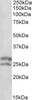 45-020 (0.1ug/ml) staining of Human Lymph lysate (35ug protein in RIPA buffer) . Primary incubation was 1 hour. Detected by chemiluminescence.