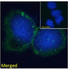 45-025 Immunofluorescence analysis of paraformaldehyde fixed HepG2 cells, permeabilized with 0.15% Triton. Primary incubation 1hr (10ug/ml) followed by Alexa Fluor 488 secondary antibody (2ug/ml) , showing some membrane staining. The nuclear stain is DAPI