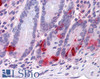 45-039 (3.75ug/ml) staining of paraffin embedded Human Pancreas. Steamed antigen retrieval with citrate buffer pH 6, AP-staining.