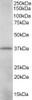 45-041 (0.01ug/ml) staining of K562 lysate (35ug protein in RIPA buffer) . Detected by chemiluminescence.