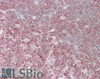 45-041 (3.8ug/ml) staining of paraffin embedded Human Thymus. Steamed antigen retrieval with citrate buffer pH 6, AP-staining.