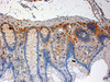 45-042 (4ug/ml) staining of paraffin embedded Human Colon. Steamed antigen retrieval with citrate buffer pH 6, HRP-staining.<strong>This data is from a previous batch, not on sale.</strong>