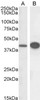 45-046 (0.3ug/ml) staining of HeLa (A) and HepG2 (B) cell lysate (RIPA buffer, 30ug total protein per lane) . Detected by chemiluminescence.