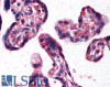 45-049 (10ug/ml) staining of paraffin embedded Human Placenta. Steamed antigen retrieval with citrate buffer pH 6, AP-staining.