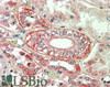 45-051 (3.8ug/ml) staining of paraffin embedded Human Kidney. Steamed antigen retrieval with citrate buffer pH 6, AP-staining. <strong>This data is from a previous batch, not on sale.</strong>