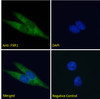 45-058 Immunofluorescence analysis of paraformaldehyde fixed A431 cells, permeabilized with 0.15% Triton. Primary incubation 1hr (10ug/ml) followed by Alexa Fluor 488 secondary antibody (2ug/ml) , showing cytoplasmic staining. The nuclear stain is DAPI (b