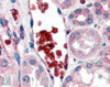 45-067 (1ug/ml) staining of Human Liver lysate (35ug protein in RIPA buffer) . Detected by chemiluminescence.