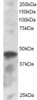45-073 staining (1ug/ml) of K562 lysate (RIPA buffer, 30ug total protein per lane) . Primary incubated for 1 hour. Detected by western blot using chemiluminescence.