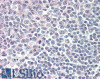 45-073 (5ug/ml) staining of paraffin embedded Human Tonsil. Steamed antigen retrieval with citrate buffer pH 6, AP-staining.
