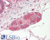 45-078 (3.75ug/ml) staining of paraffin embedded Human Small Intestine. Steamed antigen retrieval with citrate buffer pH 6, AP-staining.