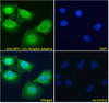 45-082 Immunofluorescence analysis of paraformaldehyde fixed U2OS cells, permeabilized with 0.15% Triton. Primary incubation 1hr (10ug/ml) followed by Alexa Fluor 488 secondary antibody (4ug/ml) , showing showing cytoplasmic and some nuclear staining. T