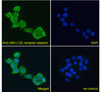 45-082 Immunofluorescence analysis of paraformaldehyde fixed A431 cells, permeabilized with 0.15% Triton. Primary incubation 1hr (10ug/ml) followed by Alexa Fluor 488 secondary antibody (4ug/ml) , showing cytoplasmic staining. The nuclear stain is DAPI (b