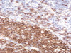 45-092 (2ug/ml) staining of paraffin embedded Human Tonsil. Steamed antigen retrieval with citrate buffer pH 6, HRP-staining.