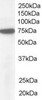 45-102 (1ug/ml) staining of Hela lysate (35ug protein in RIPA buffer) . Detected by chemiluminescence.