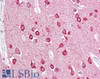 45-103 (2.5ug/ml) staining of paraffin embedded Human Cortex. Steamed antigen retrieval with citrate buffer pH 6, AP-staining.