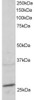 45-130 staining (2ug/ml) of mouse heart lysate (RIPA buffer, 30ug total protein per lane) . Primary incubated for 1 hour. Detected by western blot using chemiluminescence.