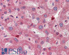 45-136 (5ug/ml) staining of paraffin embedded Human Pancreas. Steamed antigen retrieval with citrate buffer pH 6, AP-staining. <strong>This data is from a previous batch, not on sale.</strong>