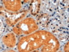 45-138 (2ug/ml) staining of paraffin embedded Human Kidney. Steamed antigen retrieval with citrate buffer pH 6, HRP-staining.