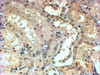 45-157 (4ug/ml) staining of paraffin embedded Human Kidney. Steamed antigen retrieval with Tris/EDTA buffer pH 9, HRP-staining.