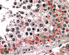 45-180 (3.8ug/ml) staining of paraffin embedded Human Testis. Steamed antigen retrieval with citrate buffer pH 6, AP-staining.